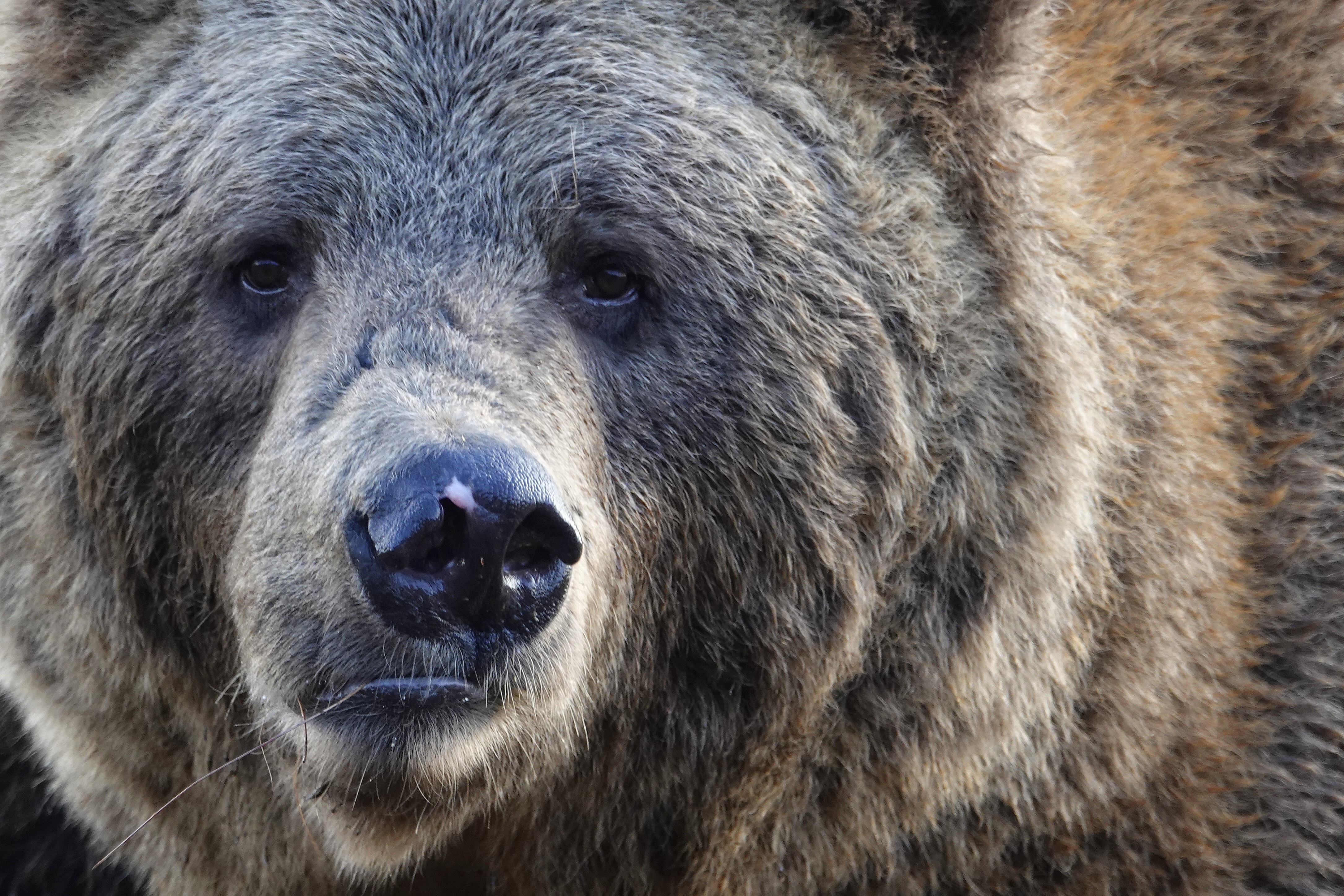 Portrait d'ours brun